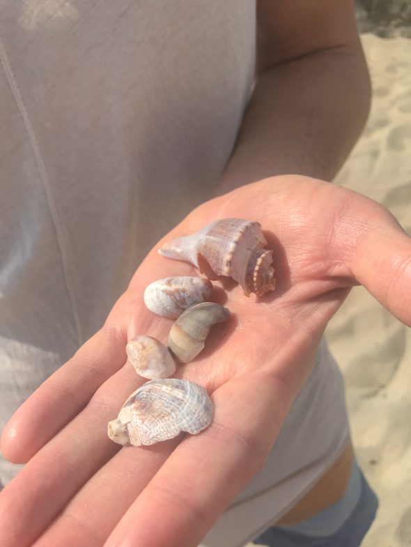 Collecting seashells at the Connecticut shoreline