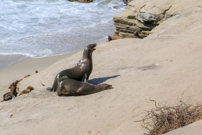 The Best of San Diego in Three Days or Less: La Jolla Seals
